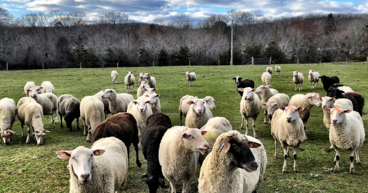 Sankow's Beaver Brook Farm CTvisit